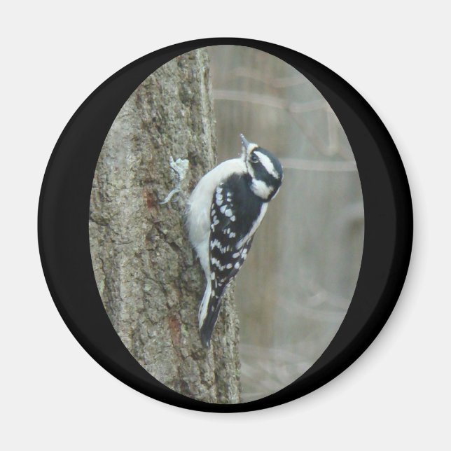 Imã Downy Woodpecker Items (Frente)