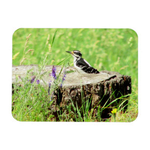 Ímã Downy Woodpecker no Tree Stump Magnet