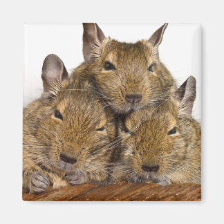 Imã Dozing Degu Trio Animal