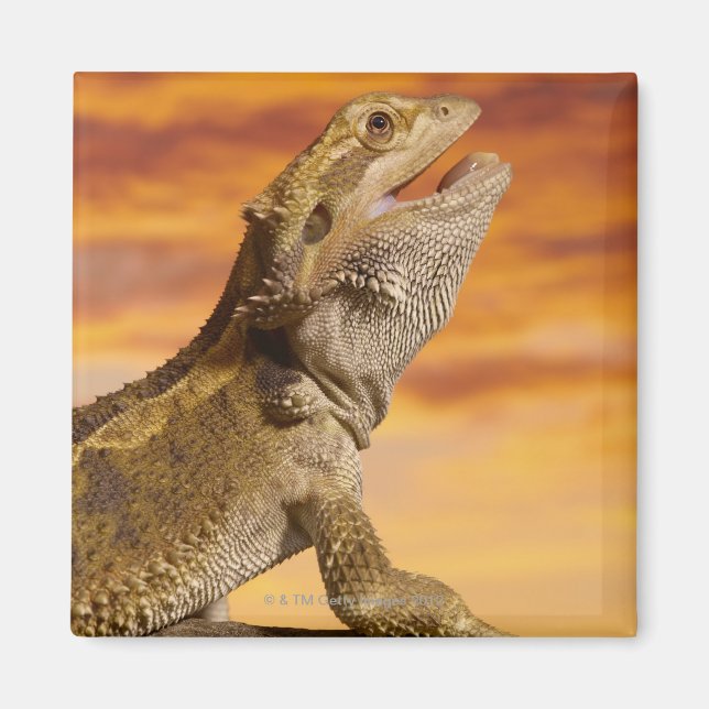 Imã Dragão barbudo (Pogona Vitticeps) na rocha, (Frente)