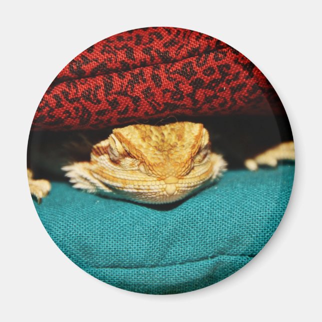 Imã Dragão Cozy Bearded (Frente)