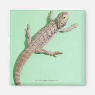Imã Dragão farpado