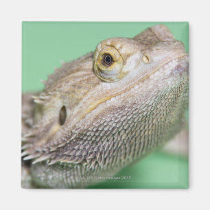 Imã Dragão farpado 2