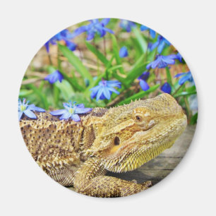 Imã Dragão farpado de relaxamento