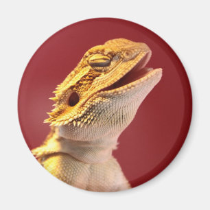Imã Dragão farpado de riso