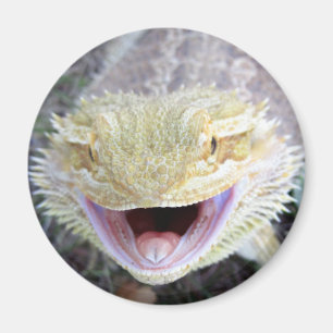 Imã Dragão farpado feliz super