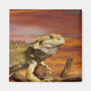Imã Dragão farpado (Pogona Vitticeps) no ramo,
