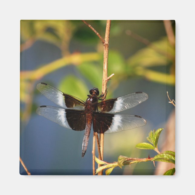 Imã DragãoMosca (Frente)