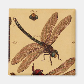 Imã Dragonfly