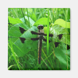 Imã Dragonfly