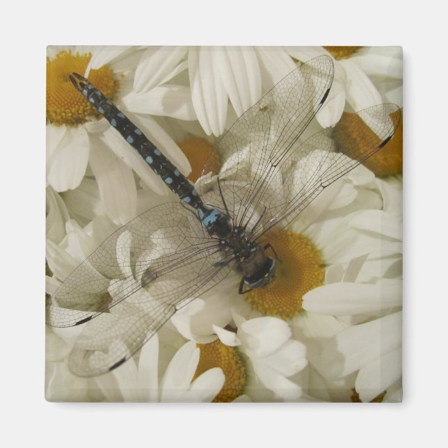 Imã Dragonfly (Frente)