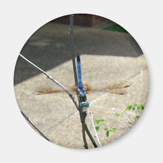 Imã Dragonfly (Frente)