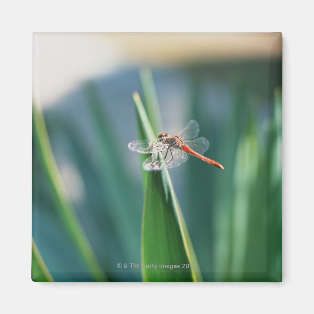 Imã Dragonfly (Frente)