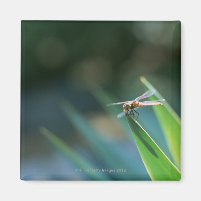 Imã Dragonfly (Frente)