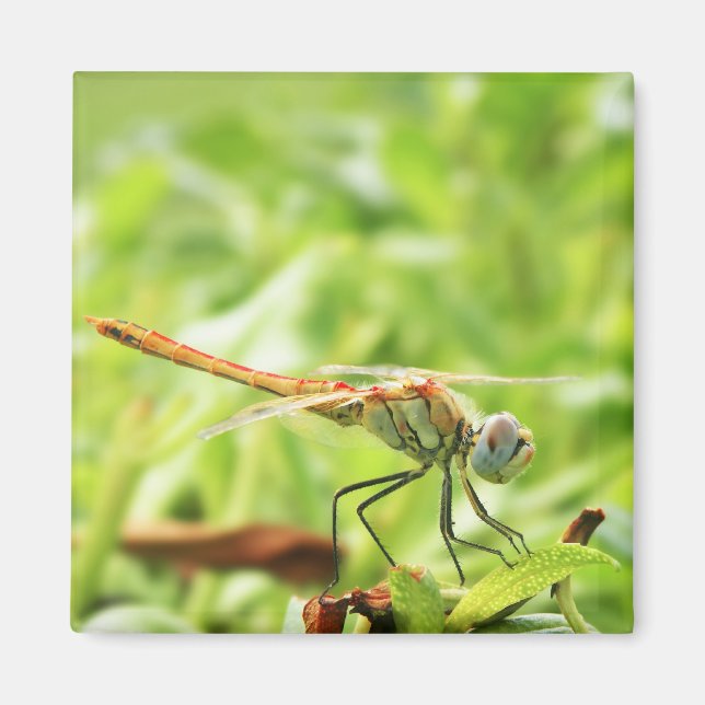 Imã Dragonfly (Frente)
