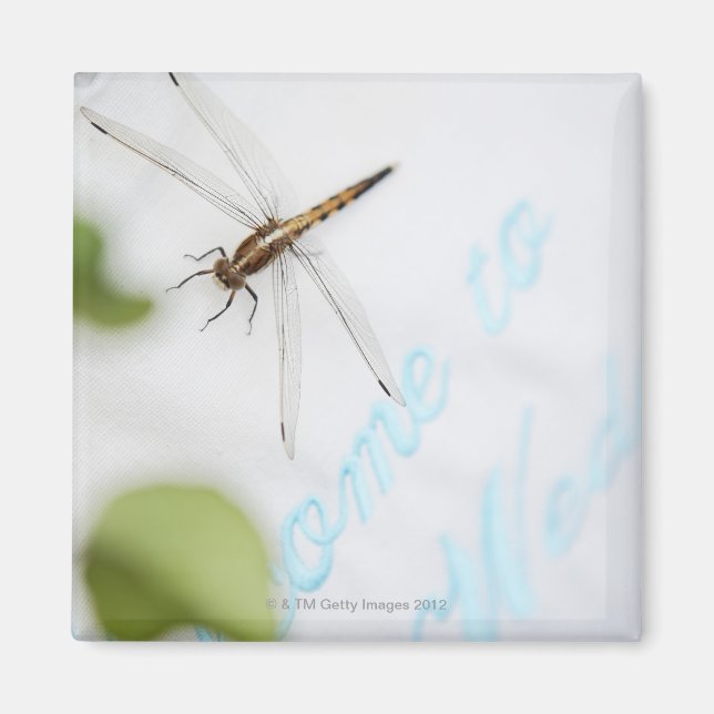 Imã Dragonfly 4 (Frente)