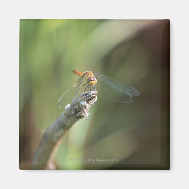 Imã Dragonfly 5 (Frente)