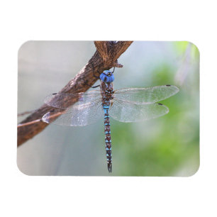 Ímã Dragonfly Darner de olhos azuis