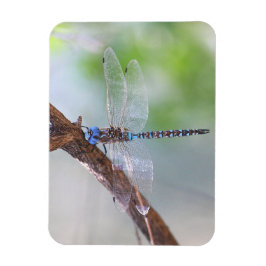 Ímã Dragonfly Darner de olhos azuis