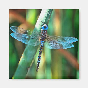 Imã Dragonfly Em Turquesa e Negro