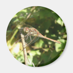 Imã Dragonfly em um Twig Magnet