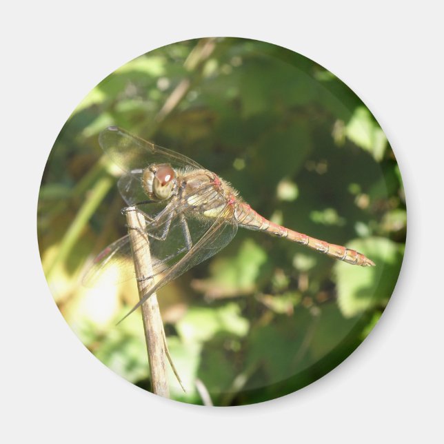 Imã Dragonfly em um Twig Magnet (Frente)