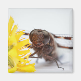 Imã Dragonfly Face e Flor Dandelion Amarelo