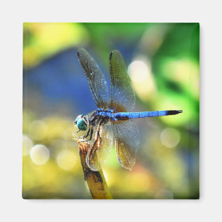 Imã Dragonfly Magnet