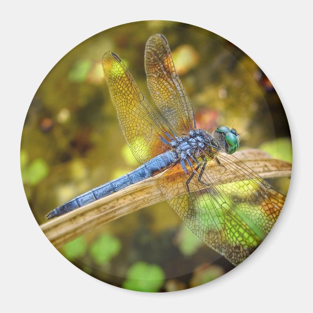 Imã Dragonfly Magnet (Frente)