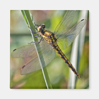 Imã Dragonfly Magnet