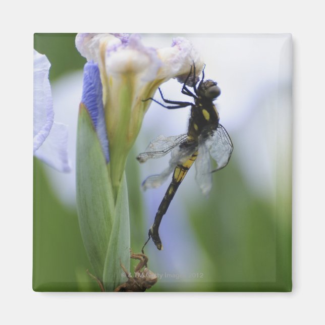 Imã Dragonfly na íris (Frente)