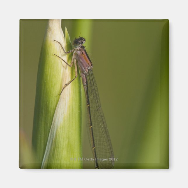 Imã Dragonfly na íris propensa (Frente)