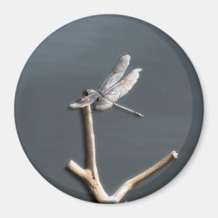 Imã Dragonfly no Rest