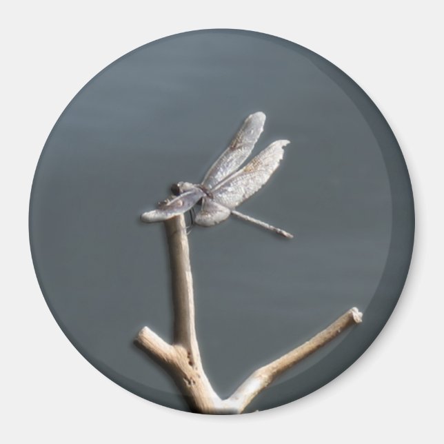 Imã Dragonfly no Rest (Frente)