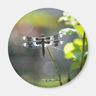 Imã Dragonfly Preta & Branca