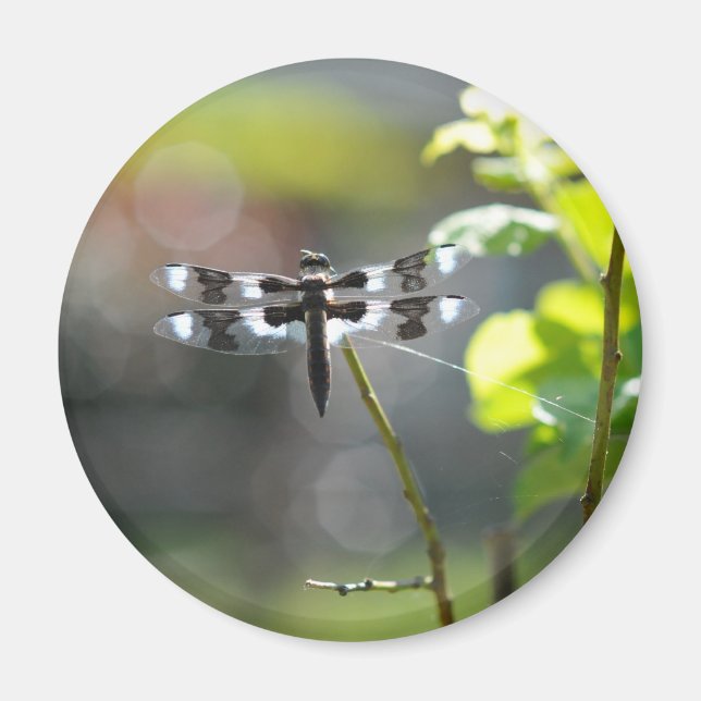 Imã Dragonfly Preta & Branca (Frente)