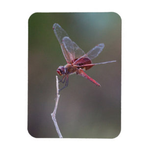 Ímã Dragonfly Red Saddlebags Masculinos