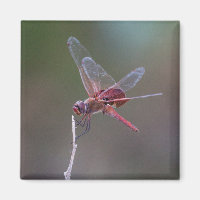Dragonfly Red Saddlebags Masculinos