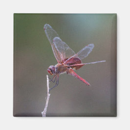 Imã Dragonfly Red Saddlebags Masculinos