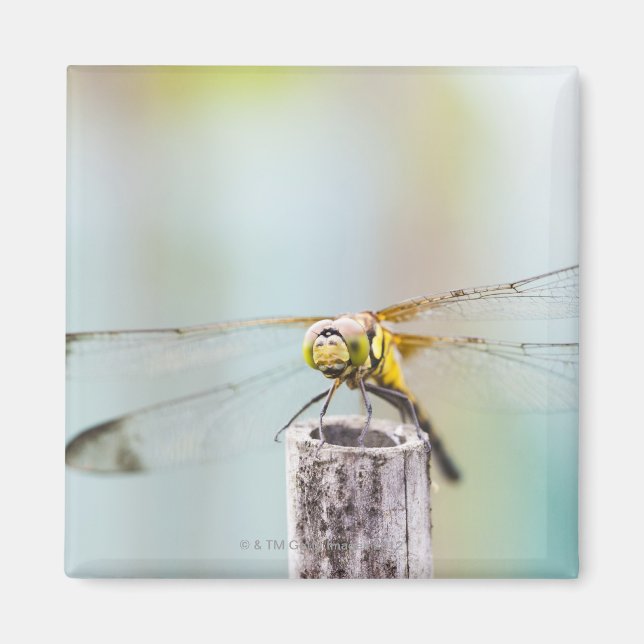 Imã Dragonfly (Sympetrum infuscatum) 2 (Frente)