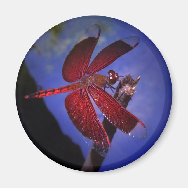 Imã Dragonfly vermelha (Frente)