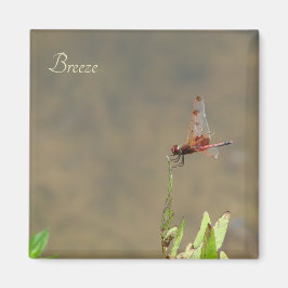 Imã Dragonfly vermelha que repousa sobre uma palha