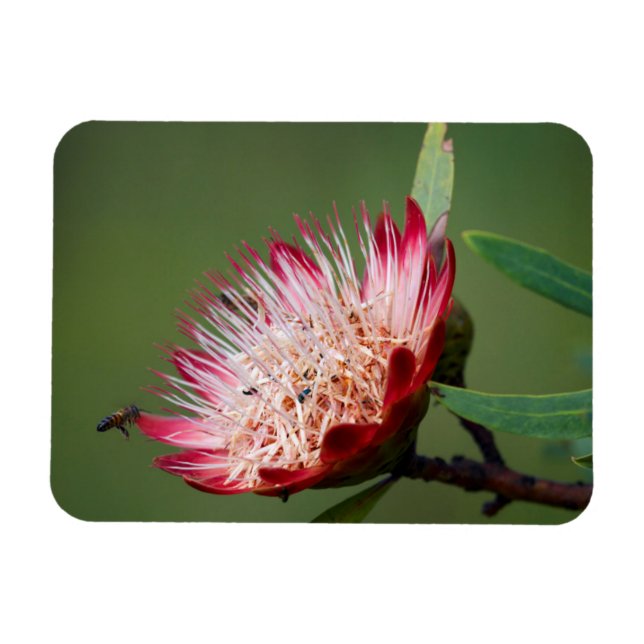 Ímã Drakensberg Sugarbush (Protea Dracomontana) (Horizontal)