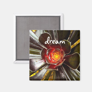 Imã "Dream" cita fotos gigantes de cacto laranja e pre