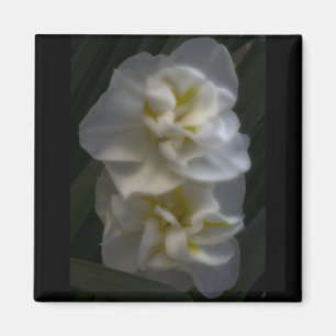 Imã Dreamy Narcissus Daffodils