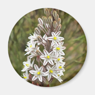 Imã Drimia Maritima Ou Island Onion Art