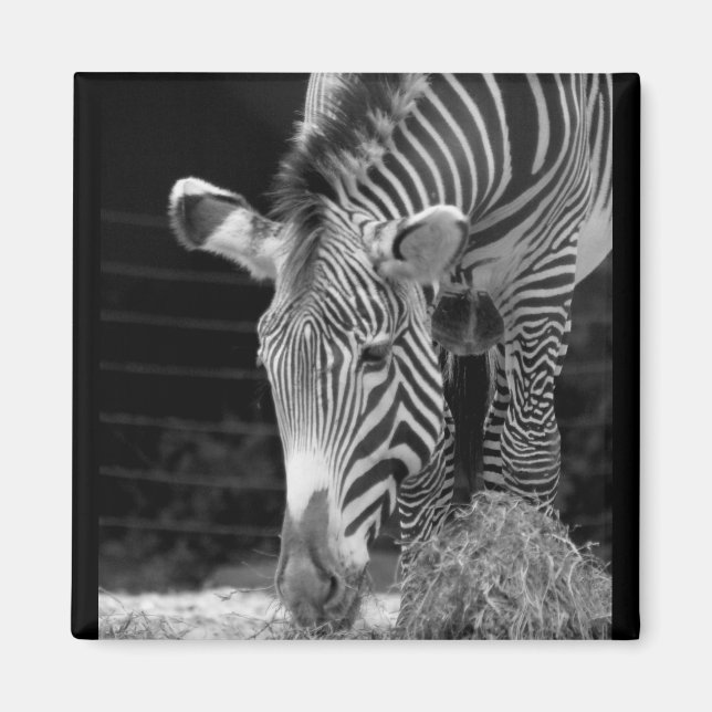 Imã DSC01614 a (Frente)