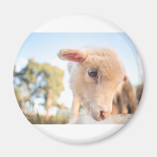 IMÃ _DSC2491 (Frente)