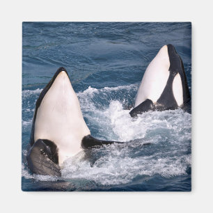 Imã Duas baleias assassinas