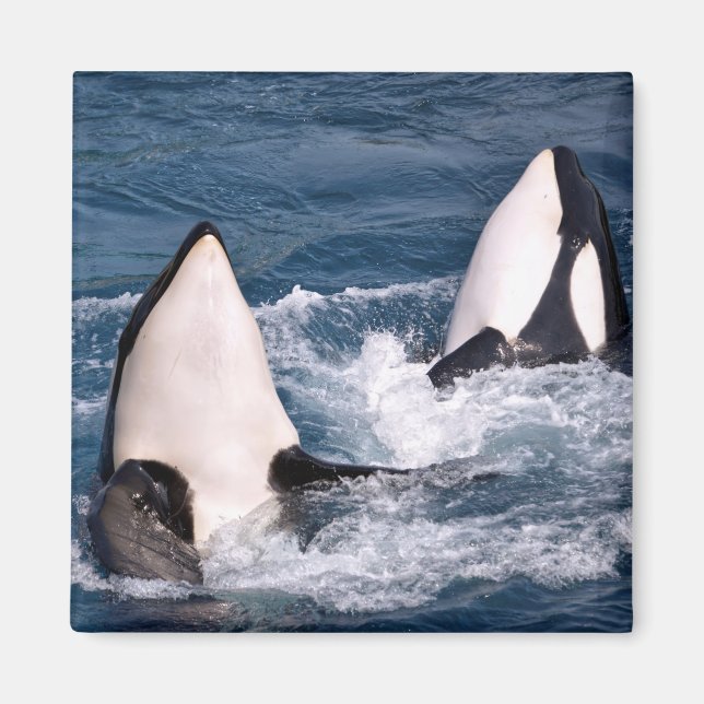 Imã Duas baleias assassinas (Frente)